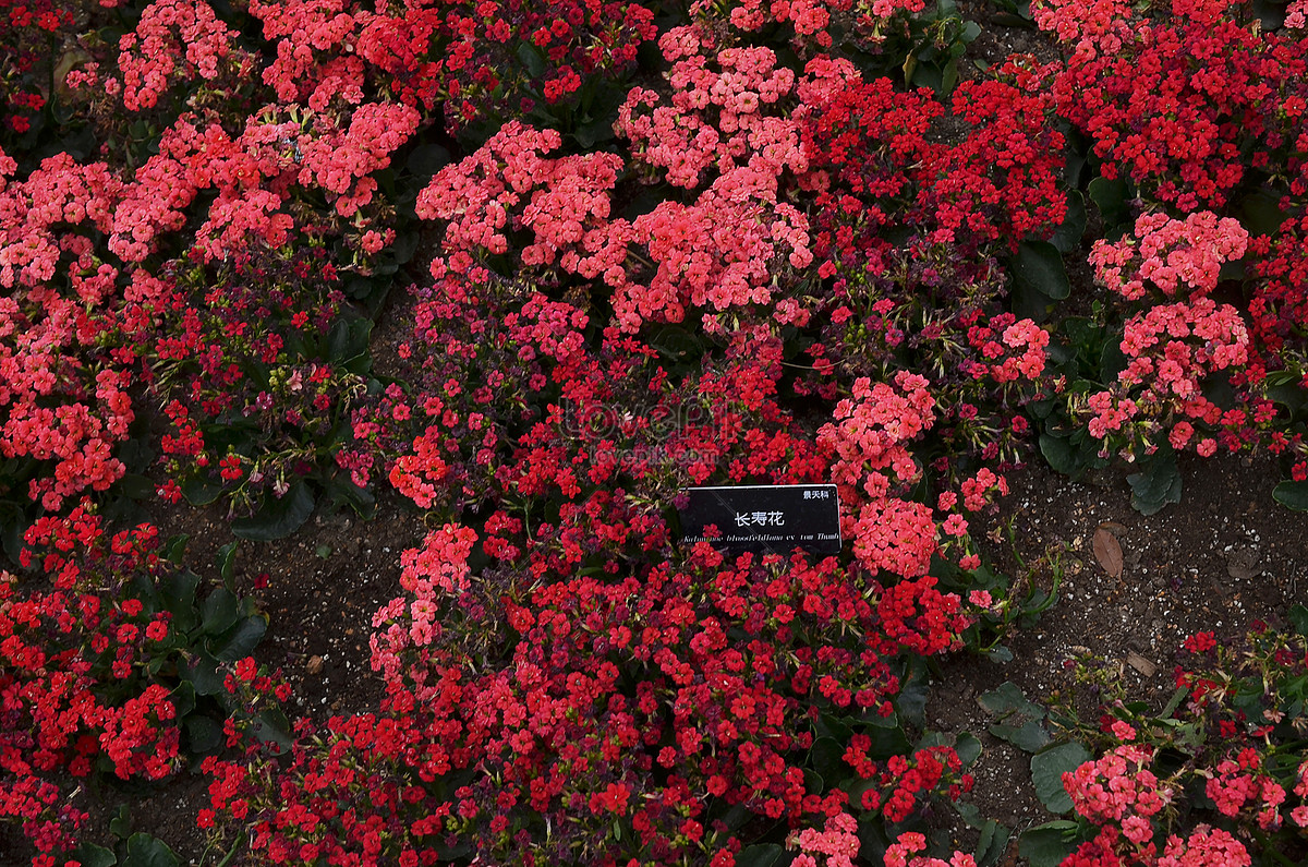 Цветок долголетия тропического растения в Шанхайском ботаническо  изображение_Фото номер 501586895_JPG Формат изображения_ru.lovepik.com