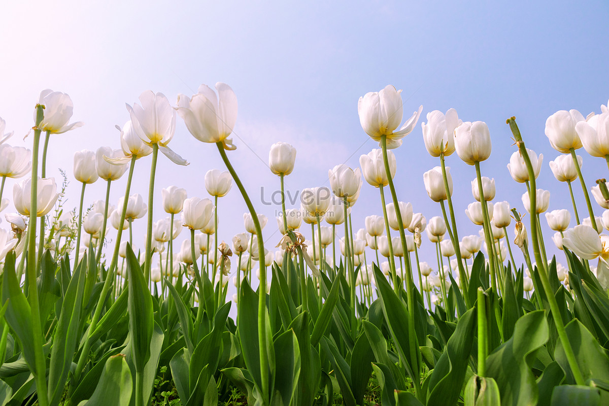 ảnh Hoa Tulip Nở Dưới Bầu Trời Xanh Vào Ngày Xuân Tải Xuống Miễn ...