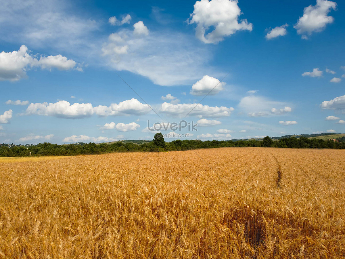 Колосья пшеницы в золотом поле пшеницы под голубым небом изображение_Фото  номер 501591167_JPG Формат изображения_ru.lovepik.com