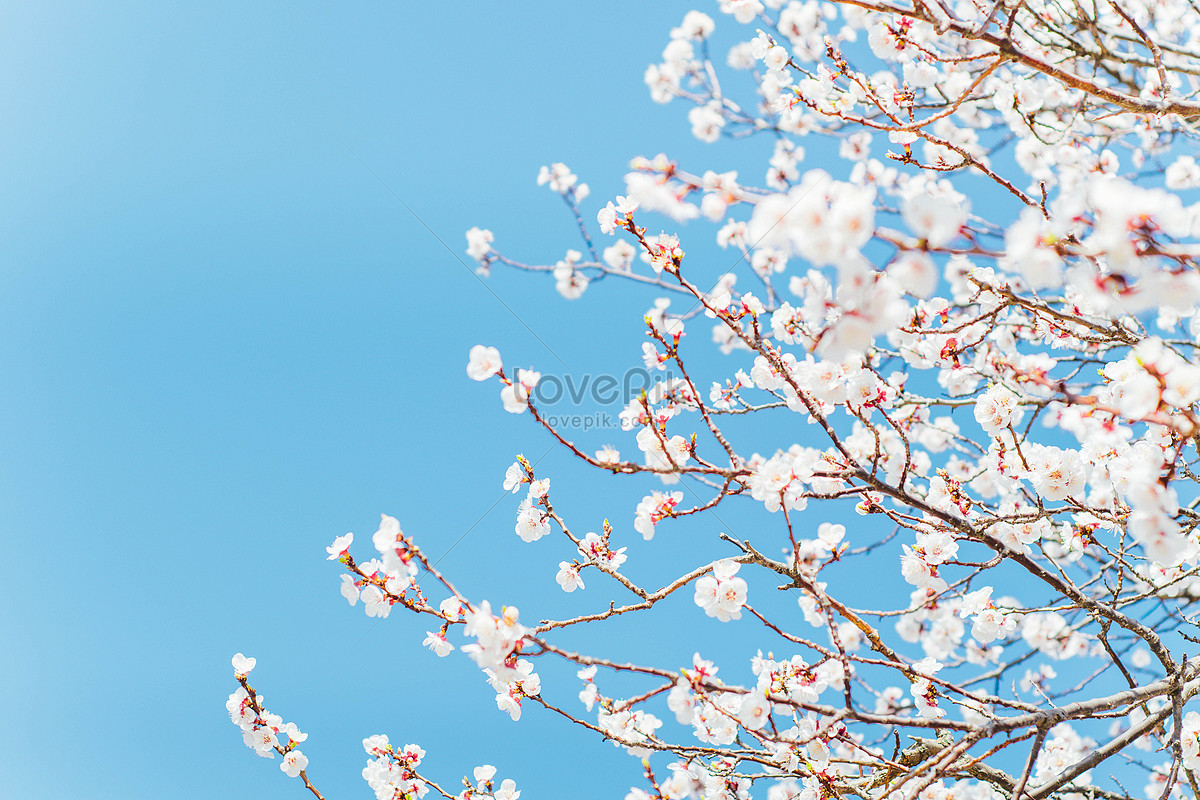 White Plum Blossoms In Spring Picture And HD Photos | Free Download On  Lovepik