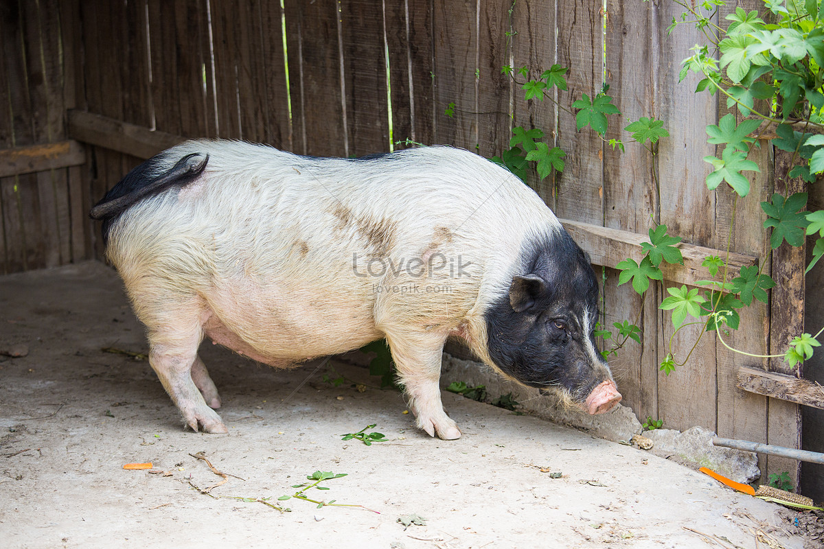 Wild Black Pig Breeding Picture And HD Photos | Free Download On Lovepik