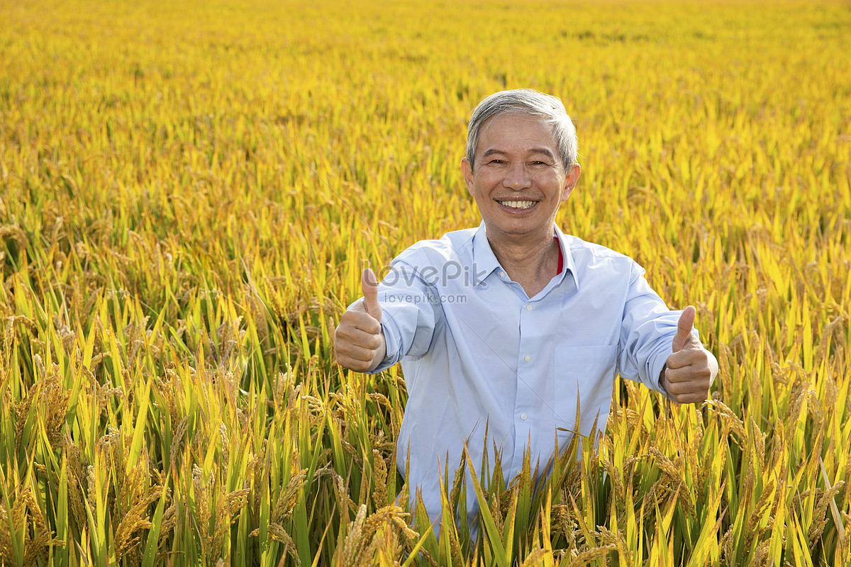 ảnh Hình ảnh Một Người Nông Dân đứng Trên Ruộng Lúa Và Vỗ Tay Bằng ...