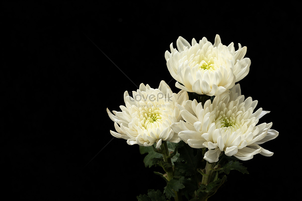 ảnh Chrysanthemum Vẫn Ra Mắt Hoa Cúc Trắng Tải Xuống Miễn Phí, ảnh ...