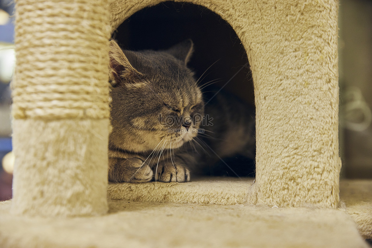 Ảnh Mèo Chọc Người Anh Dễ Thương Đang Ngủ Trong Phòng Mèo Tải Xuống Miễn  Phí, Ảnh Phòng Mèo, Con Mèo Trong Phòng, Động Vật Ngủ Đẹp Trên Lovepik