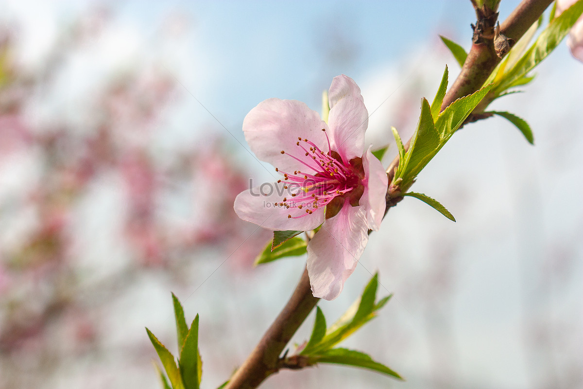 Early Spring Peach Flower Picture And HD Photos | Free Download On Lovepik