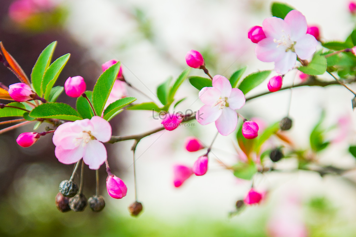 Flores De Begonia Rosa De Principios De Primavera Foto | Descarga Gratuita  HD Imagen de Foto - Lovepik