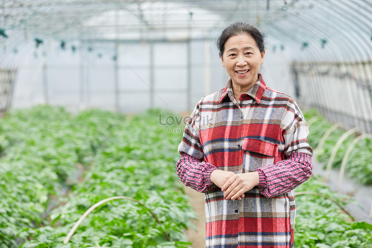 Farmers In Vegetable Greenhouses Picture And HD Photos | Free Download ...