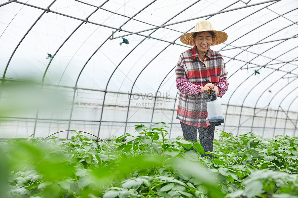 Farmers Watering In Vegetable Greenhouses Picture And HD Photos | Free ...