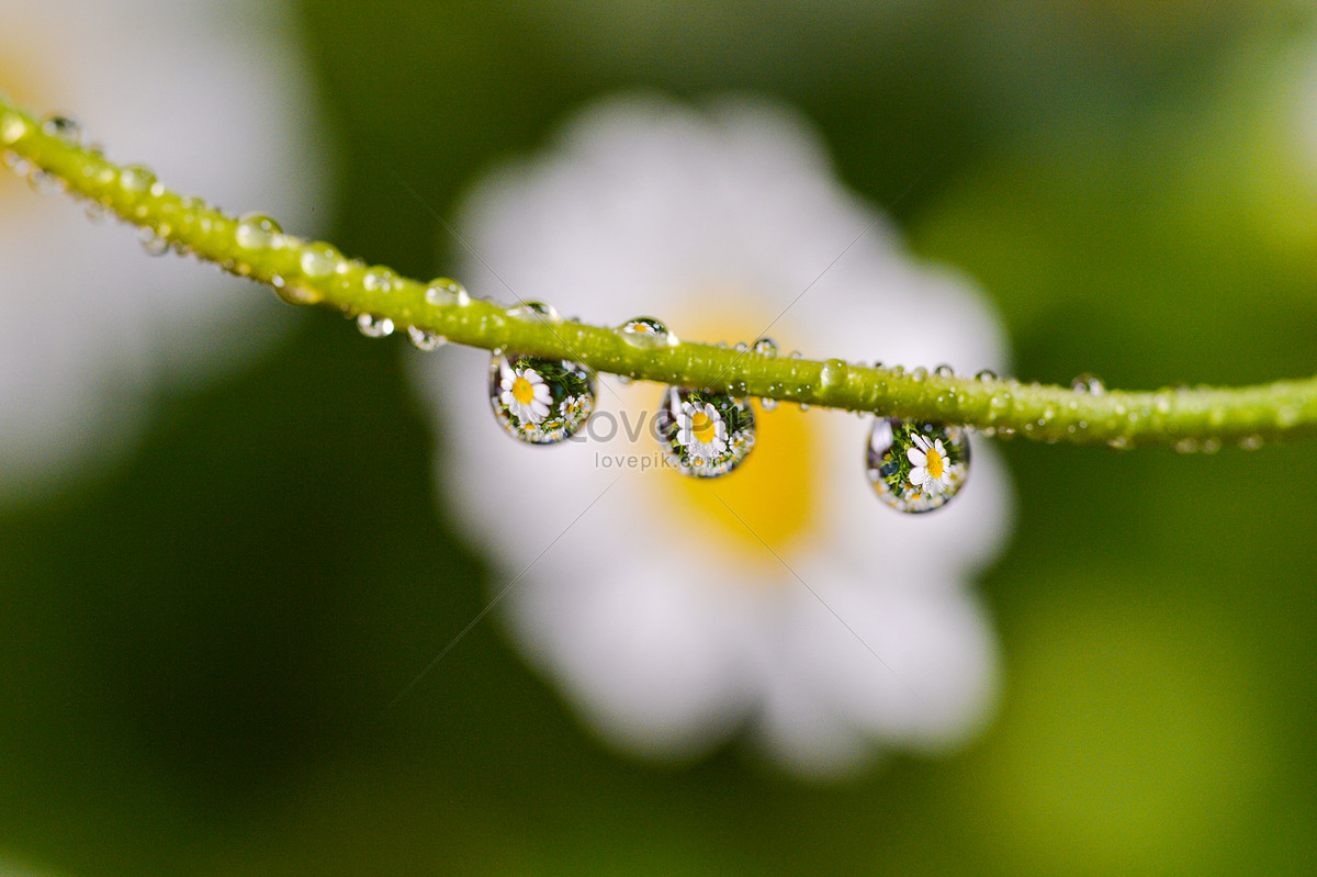 Fresh Chamomile Picture And HD Photos | Free Download On Lovepik