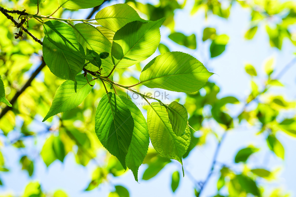 Hojas Verdes Bajo La Luz De Fondo Foto | Descarga Gratuita HD Imagen de  Foto - Lovepik