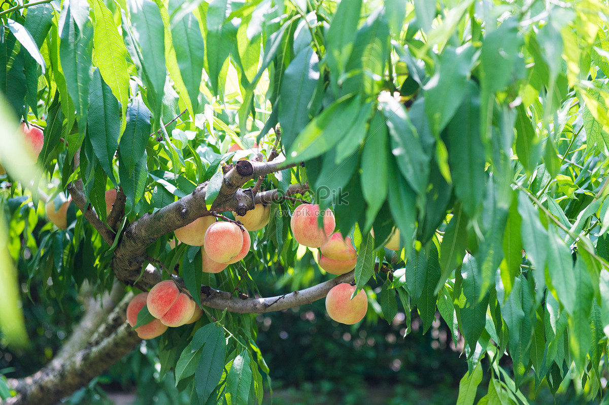 Персик медовый описание фото отзывы Honey Peach Dried Fruit Tea Images, HD Pictures For Free Vectors Download - Love