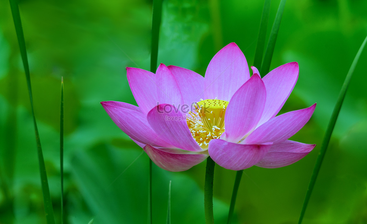 Lotus Flower Bloom Picture And HD Photos | Free Download On Lovepik