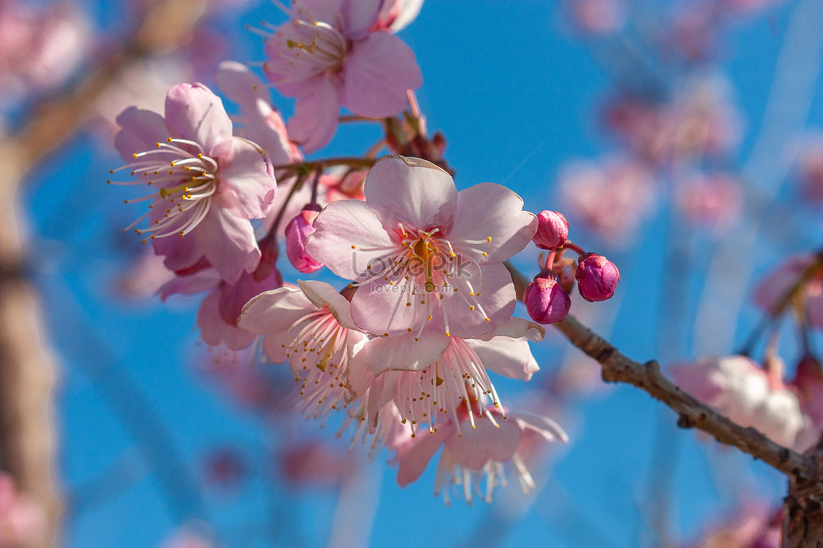 Natural Sakura Tree Photograph Picture And HD Photos | Free Download On ...