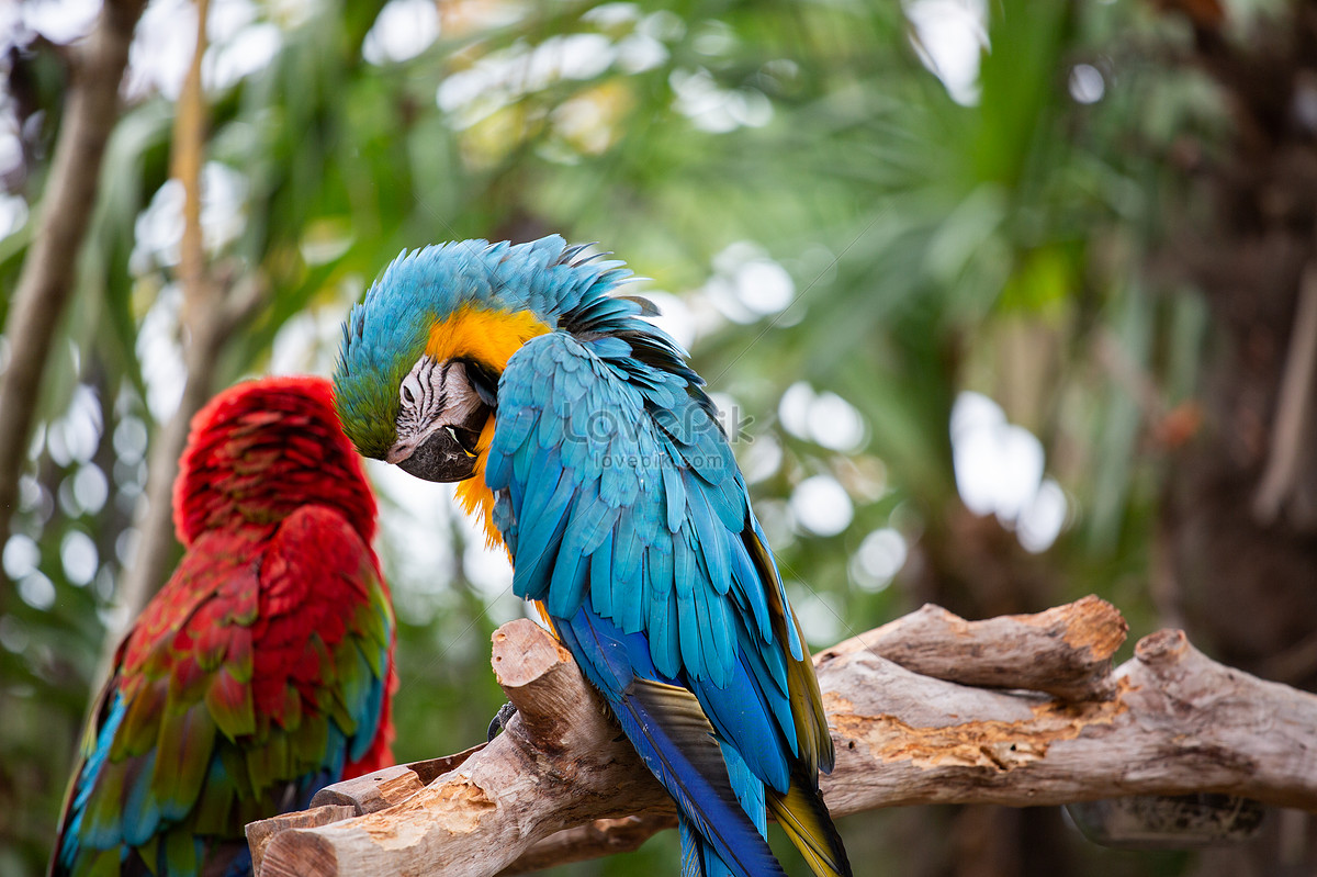 Download Parrots hd photos | Free Stock Photos - Lovepik