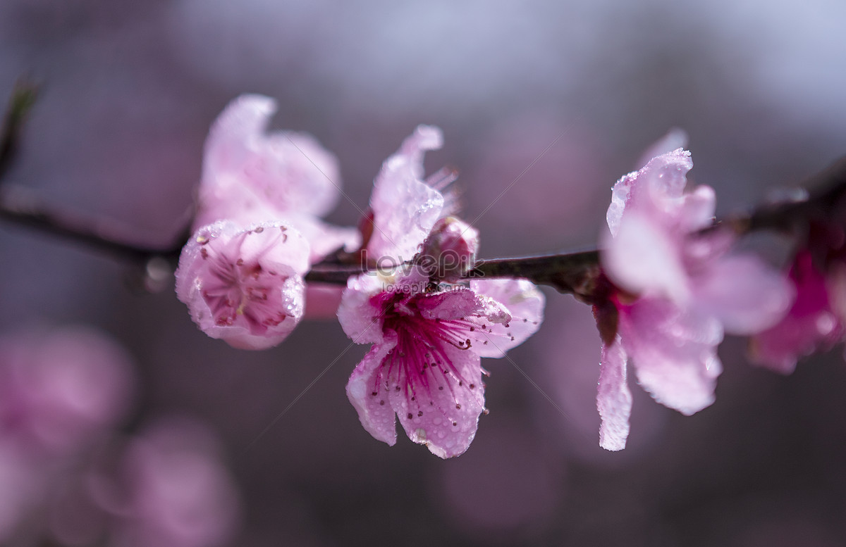 Flor De Durazno En Primavera Foto | Descarga Gratuita HD Imagen de Foto -  Lovepik