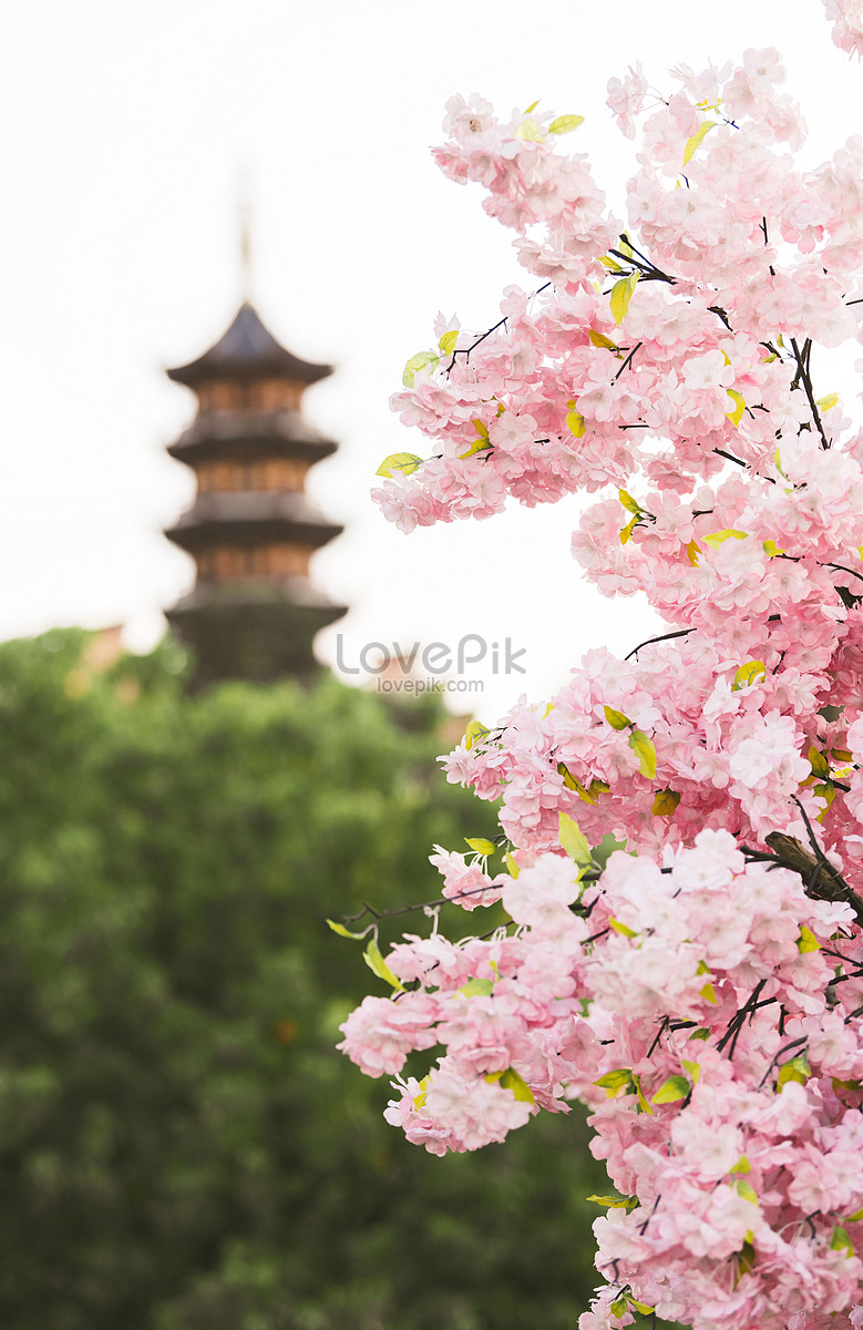 Peach Blossoms And Temples In Nanjing Jiming Temple In Spring Picture ...