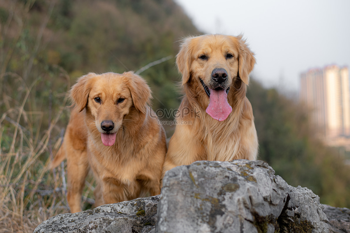 Are Golden Retrievers Good Outside Dogs