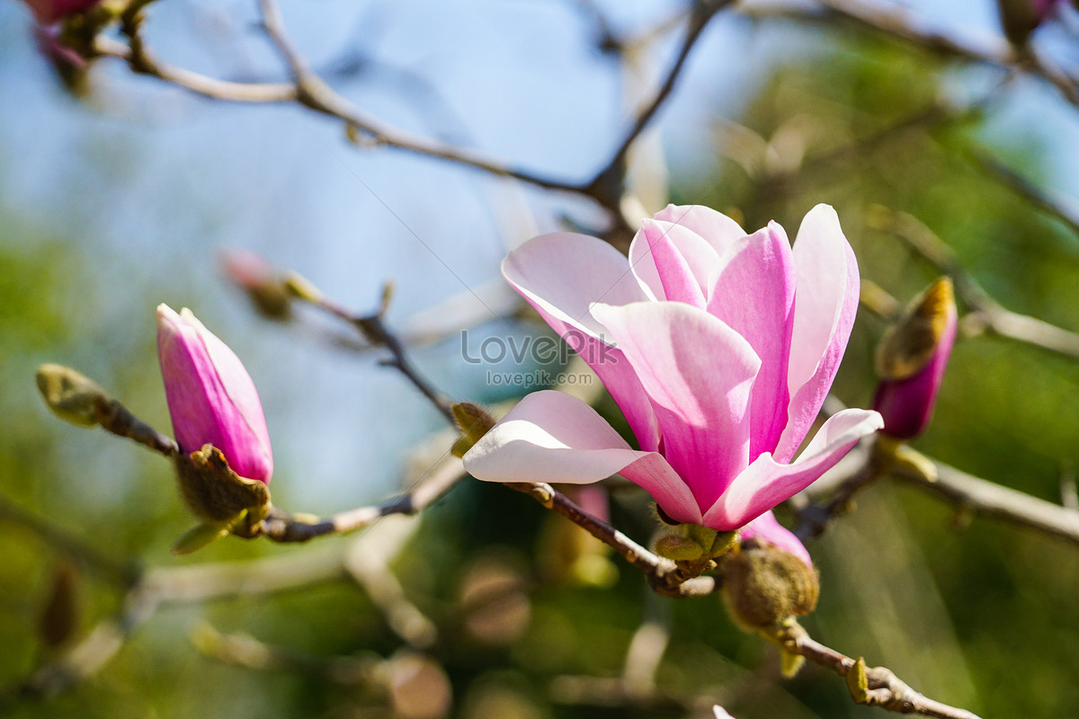 Flores De Magnolia Rosa Floreciendo Foto | Descarga Gratuita HD Imagen de  Foto - Lovepik