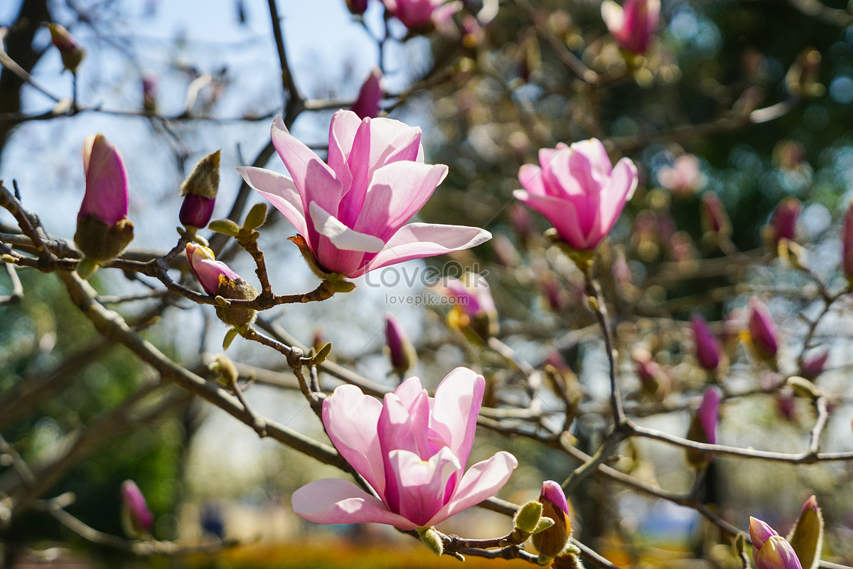 Flores De Magnolia Rosa Floreciendo Foto | Descarga Gratuita HD Imagen de  Foto - Lovepik
