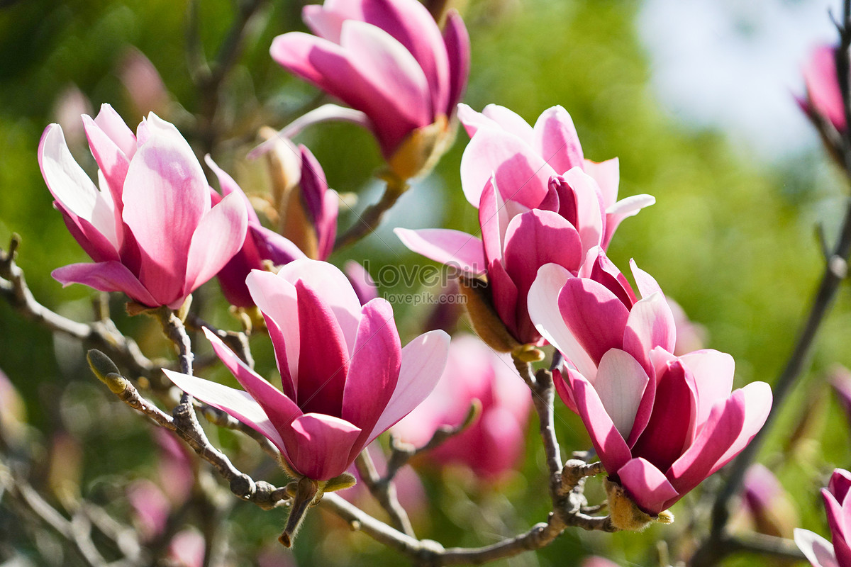 Flores De Magnolia Rosa Floreciendo Foto | Descarga Gratuita HD Imagen de  Foto - Lovepik