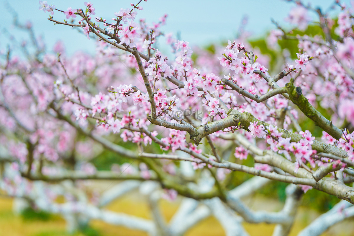 Flores De Durazno Rosa En Primavera Foto | Descarga Gratuita HD Imagen de  Foto - Lovepik