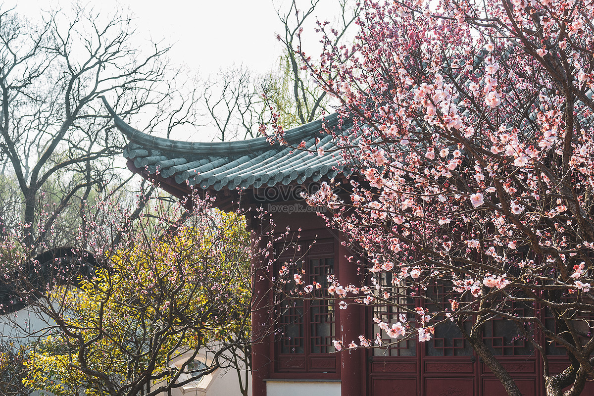 Plum And Ancient Buildings Picture And HD Photos | Free Download On Lovepik