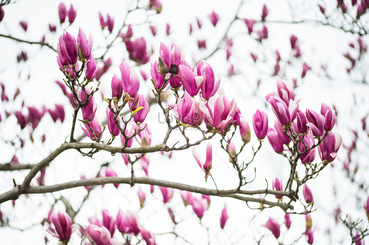 Floración De Magnolia Púrpura Foto | Descarga Gratuita HD Imagen de Foto -  Lovepik