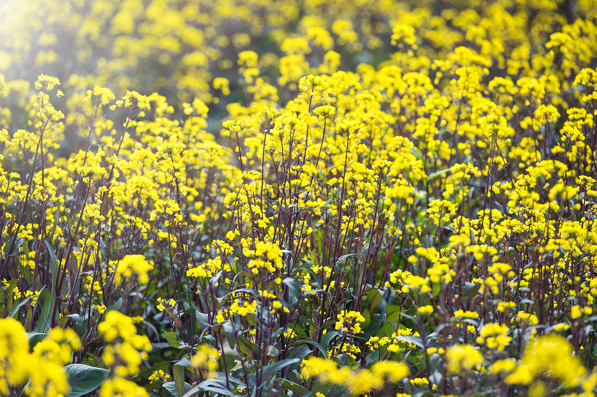 Purple Rapeseed Flower Field Picture And Hd Photos Free Download On