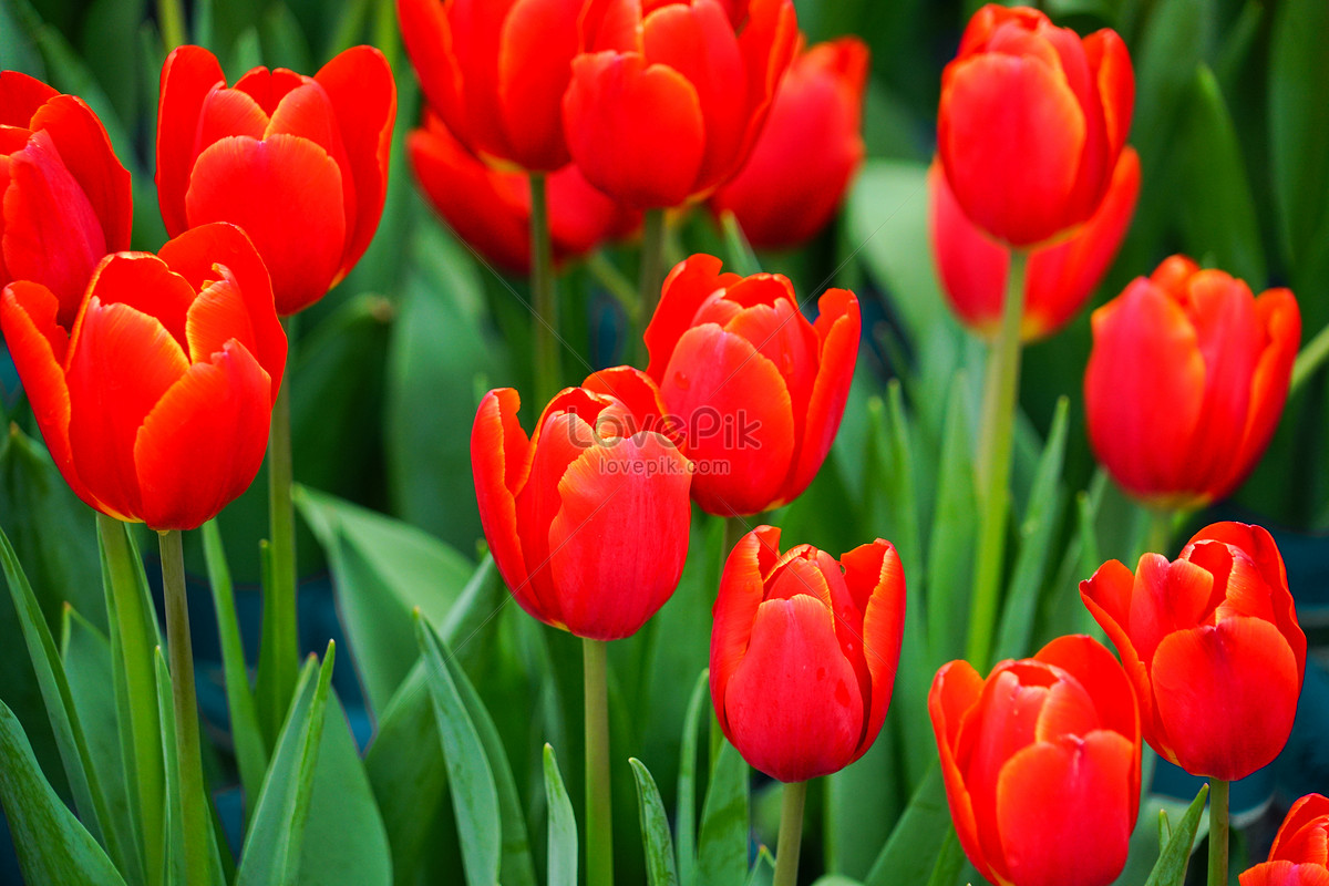 ảnh Hoa Tulip đỏ Tải Xuống Miễn Phí, ảnh lễ hội mùa xuân, thực vật, sắp xếp  đẹp Trên Lovepik