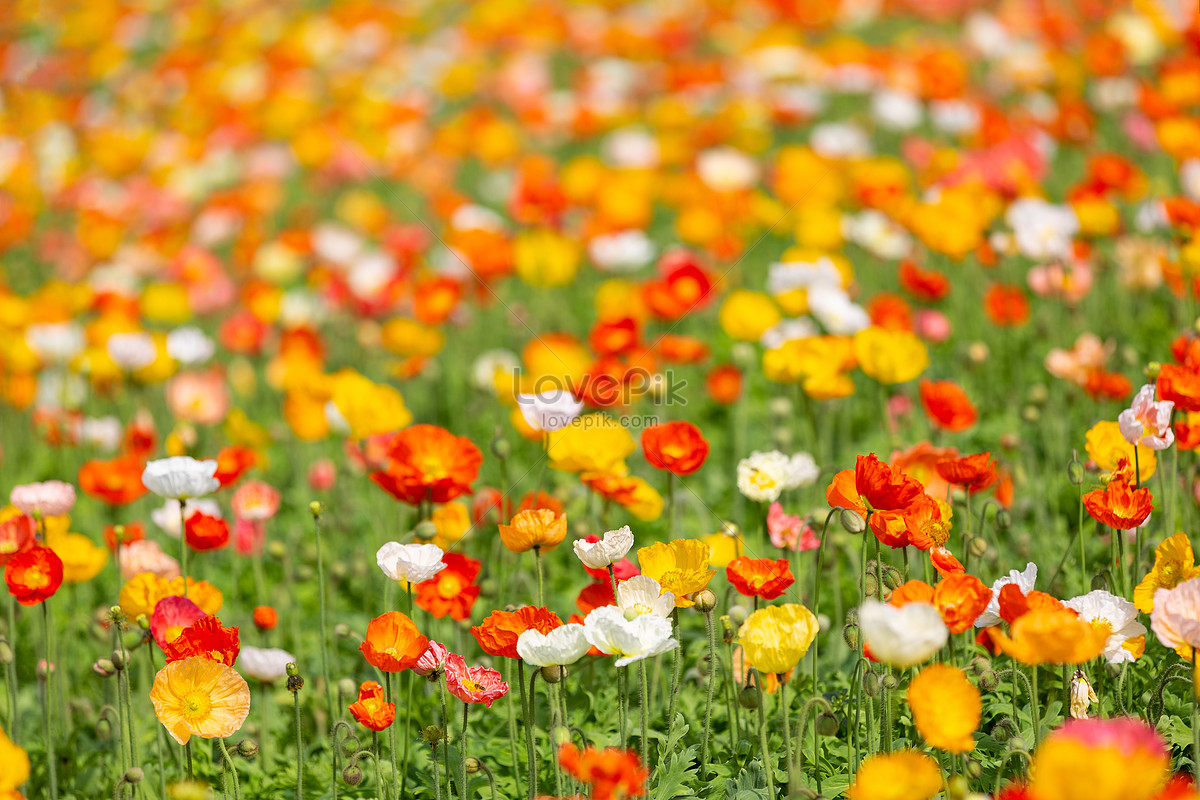 Flores De Primavera Foto | Descarga Gratuita HD Imagen de Foto - Lovepik