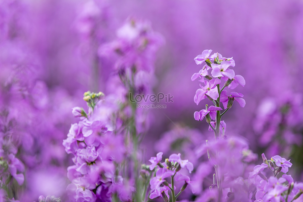 Flores Violetas De Primavera Foto | Descarga Gratuita HD Imagen de Foto -  Lovepik