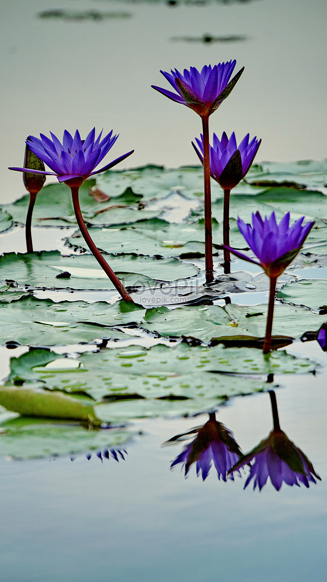 The Blue Lotus Flowers In The Early Summer Lotus Pool Picture And HD Photos