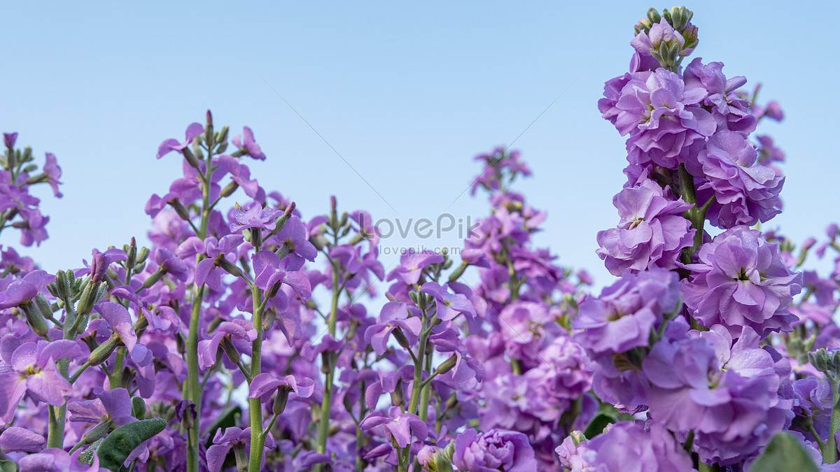 紫羅蘭花朵圖片素材-JPG圖片尺寸6000 × 3376px-高清圖案501727242-zh.lovepik.com
