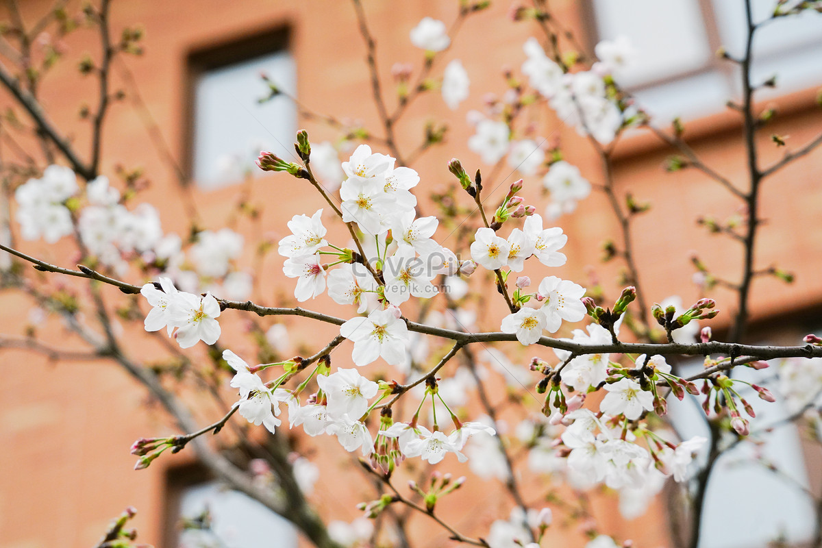 Flor De Cerezo Blanco Foto | Descarga Gratuita HD Imagen de Foto - Lovepik