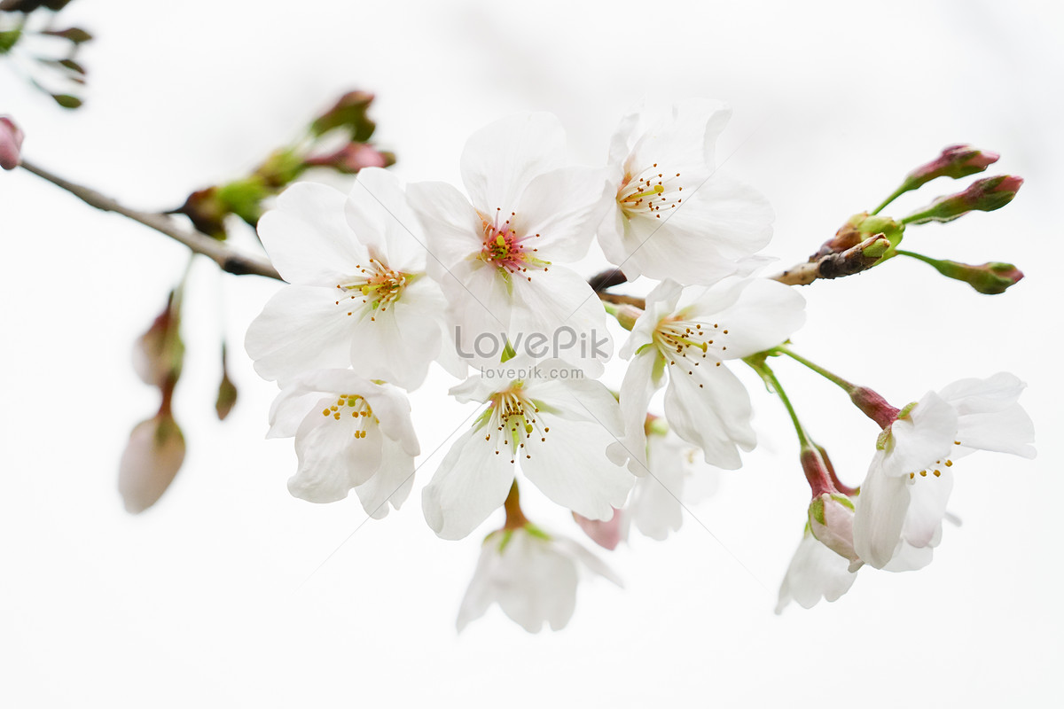 Flor De Cerezo Blanco Foto | Descarga Gratuita HD Imagen de Foto - Lovepik