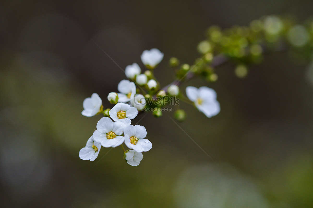 Hortensia Fresca Blanca Foto | Descarga Gratuita HD Imagen de Foto - Lovepik