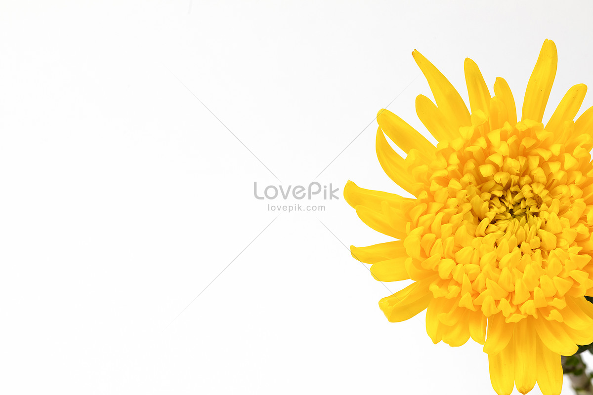 Yellow Floral Chrysanthemum Gold Silk Chrysanthemum Picture And HD ...