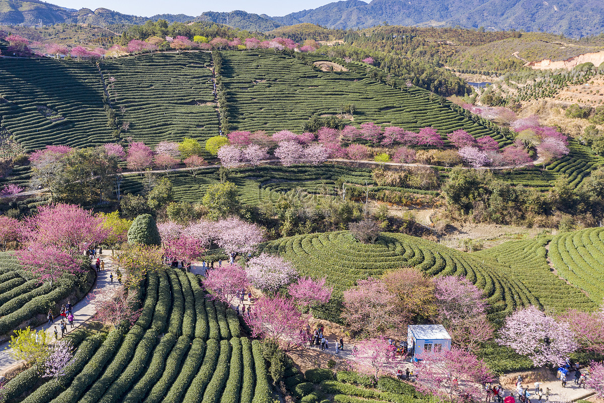 Zhangpu Yongfu Cherry Garden Picture And HD Photos | Free Download On ...