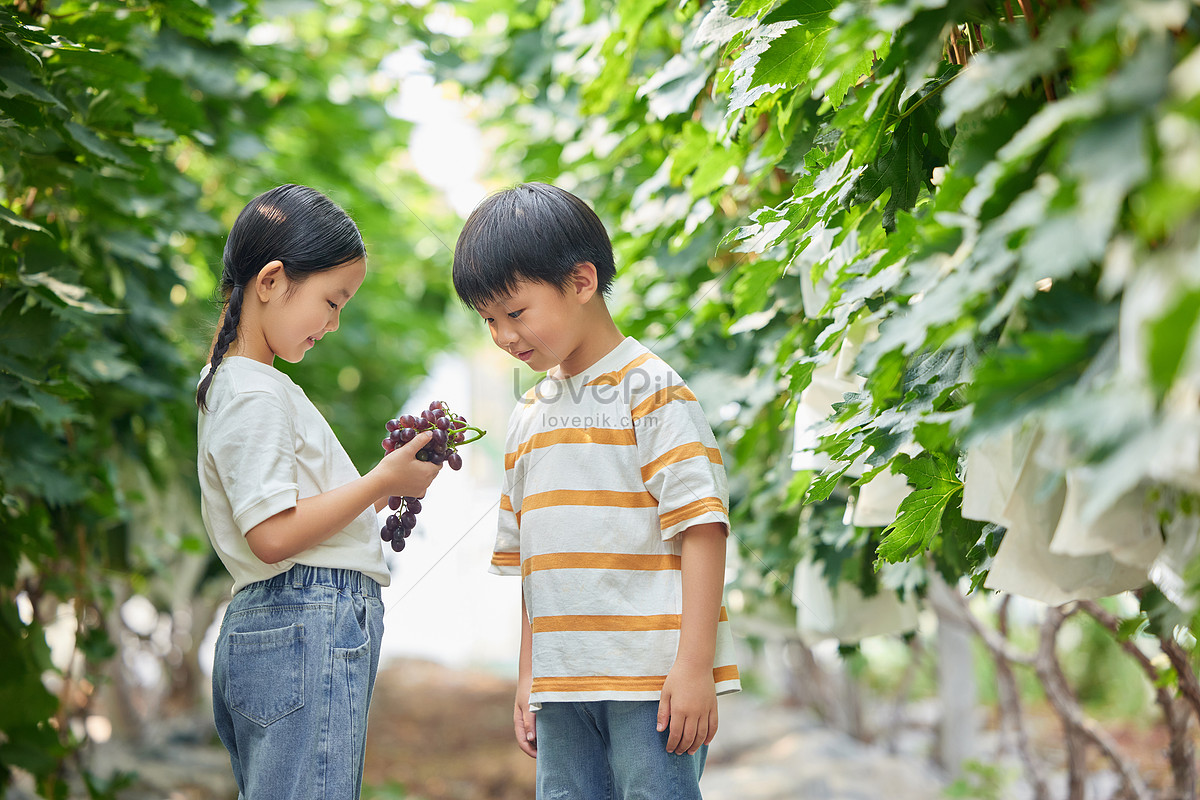 Little Girl Little Boy Playing In The Vineyard Picture And HD Photos ...