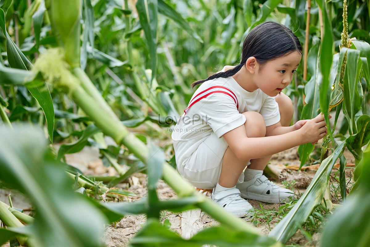 Crop Watch: Corn yield prospects sag; rain maintains bean hopes | Reuters