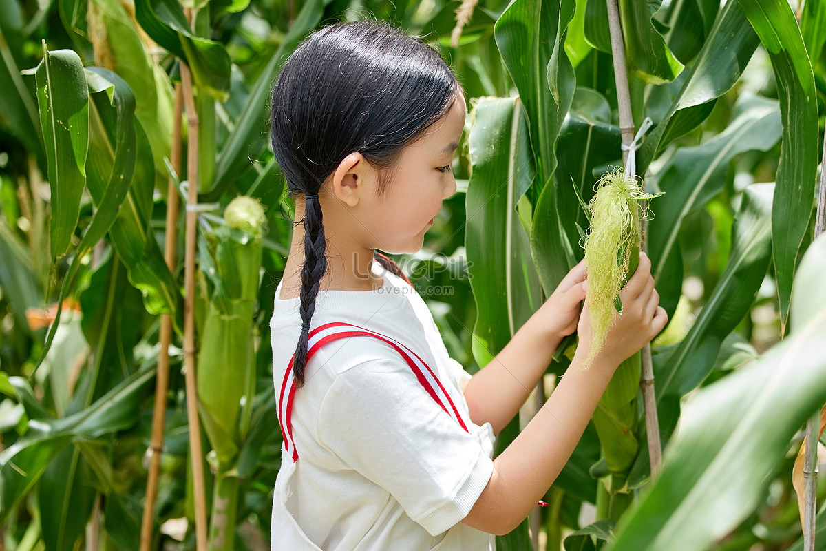 Crystal Cattle: Watching Corn Grow