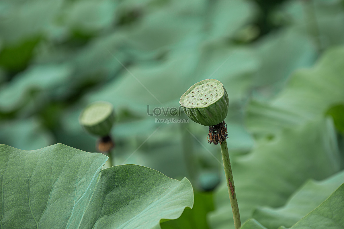 lotus plant root
