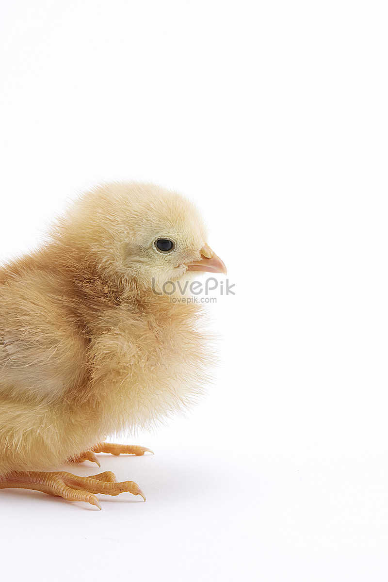 ไก่ Luhua ที่เพิ่งเกิดใหม่, HD ภาพถ่ายน่ารัก, ชีวิต, เปลือก ดาวน์โหลด ...