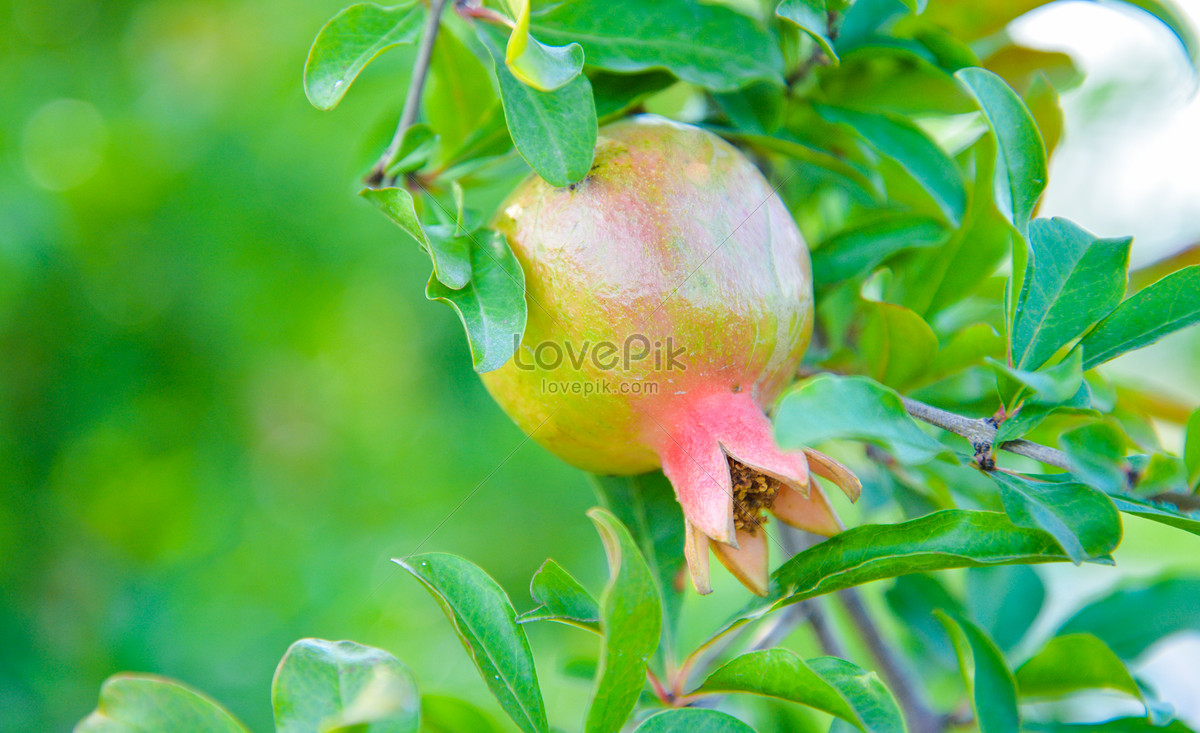 Summer Pomegranate Results Picture And HD Photos | Free Download On Lovepik