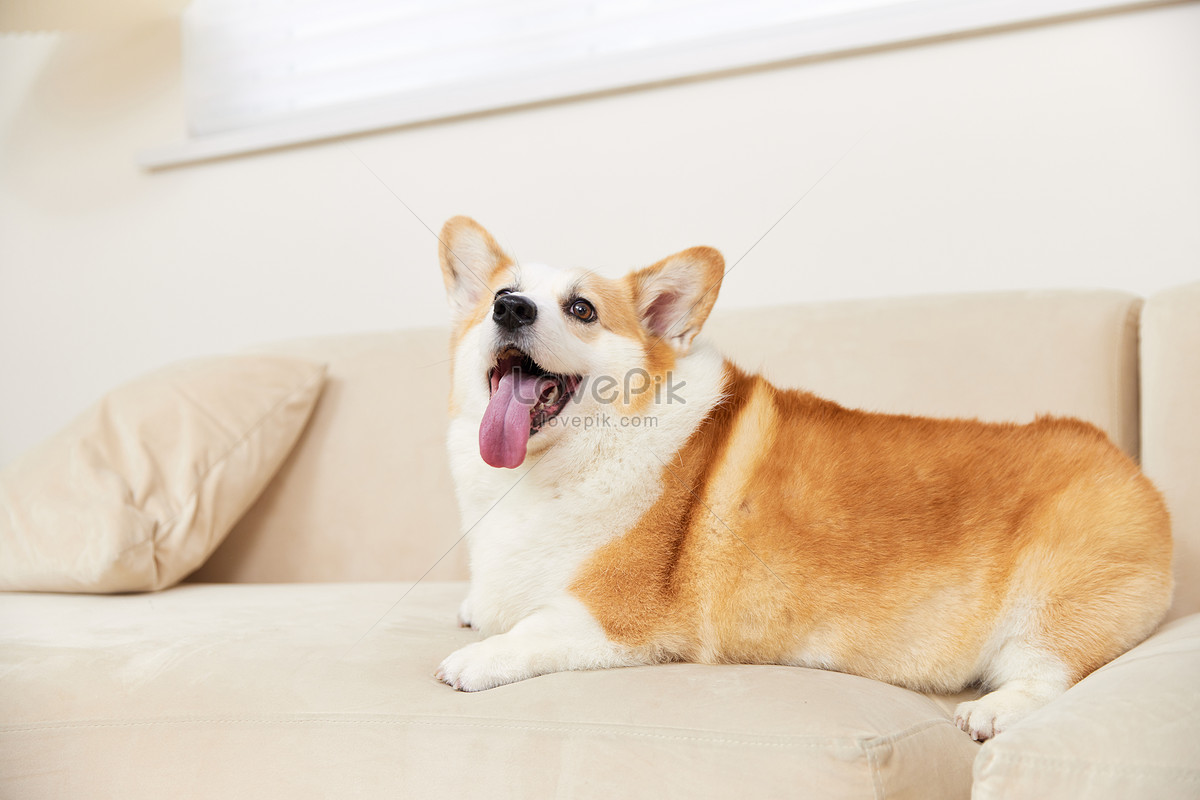 Những bức ảnh chó corgi đáng yêu sẽ làm bạn cười đầy thỏa mãn. Hãy đến và khám phá những khoảnh khắc đáng yêu của những chú chó Corgi tại đây!