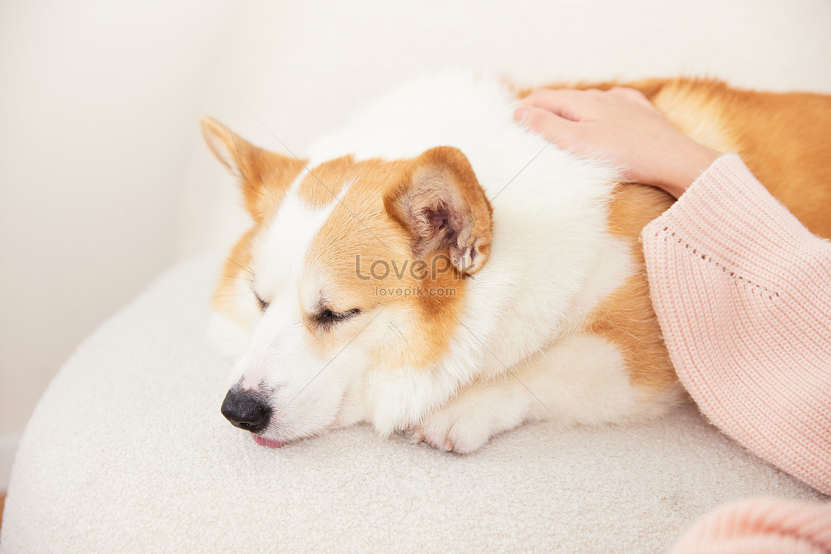 Kawaii Playful Corgi Shiba Inu Dogs Stock Vector (Royalty Free) 1310278576  | Shutterstock