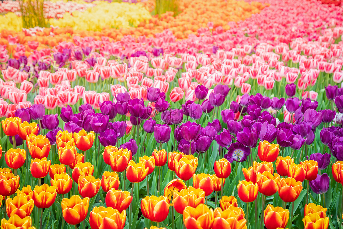Flores De Tulipanes De Primavera Foto | Descarga Gratuita HD Imagen de Foto  - Lovepik