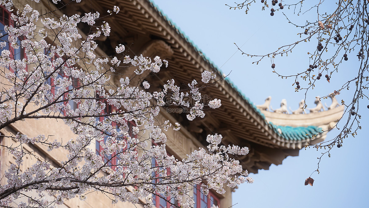 Wuhan University Tourism Spring Cherry Blossom Season Picture And HD ...