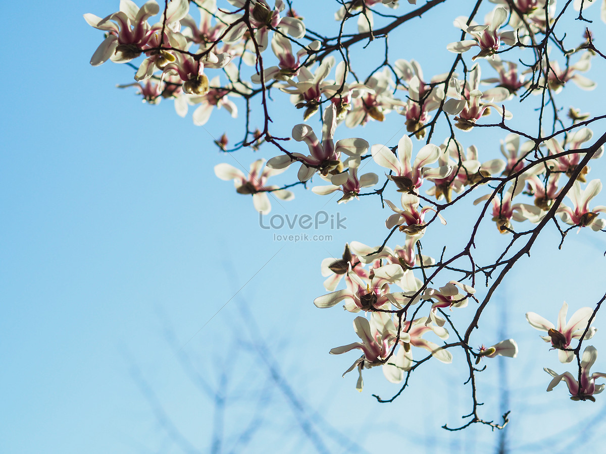 Flor De Magnolia Foto | Descarga Gratuita HD Imagen de Foto - Lovepik