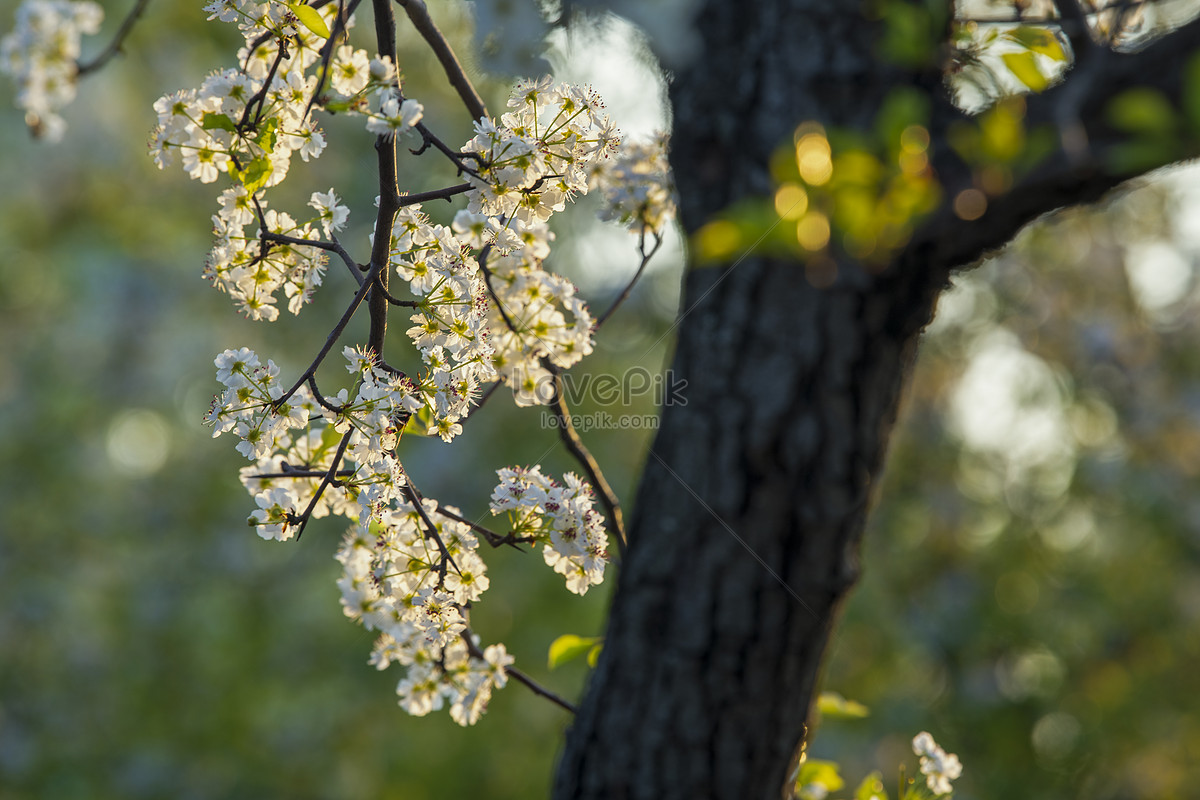 Flor De Pera Abierta De Primavera Foto | Descarga Gratuita HD Imagen de